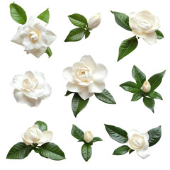 Gardenia flowers in various arrangements isolated on a Transparent background for floral design inspiration, various Gardenia flowers isolated on White background