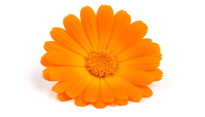 Bright orange flower with fine petal details