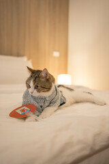 travel japan concept with scottish cat wear japan style cloth