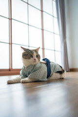 travel japan concept with scottish cat wear japan style cloth