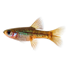 Fototapeta premium Female guppy isolated on white background showcasing vibrant colors and detailed fins, Female guppyisolated on white background