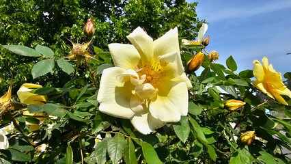 Sweden. Rosa gigantea is a species of rose native to northeast India, northern Myanmar and...