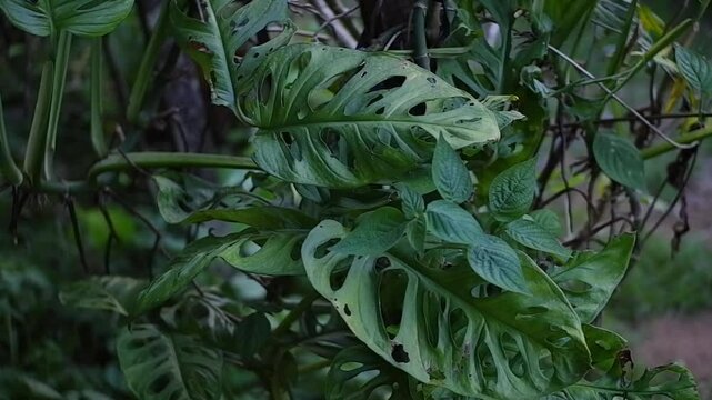 Footage of perforated widow plant that propagates on wood. Monstera Adansonii.