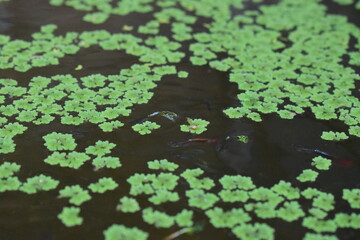 A vibrant green carpet of small aquatic plants, likely Azolla or duckweed, floats on dark water, with glimpses of fish swimming beneath the surface.
