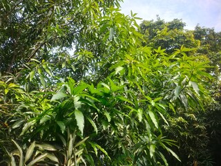 green mango leaves