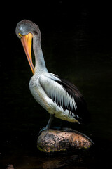 pelican on a rock