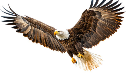 Majestic bald eagle in flight isolated on transparent PNG
