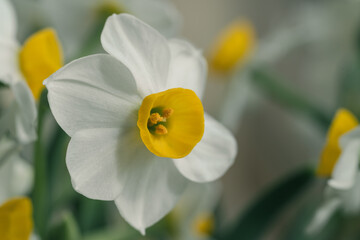 Blooming daffodils with bright yellow centers