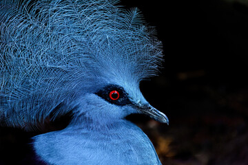 Western Crowned-Pigeon