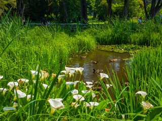 Calla lilies and ducks in a lush pond (Caldey Island, Tenby, Wales, United Kingdom)