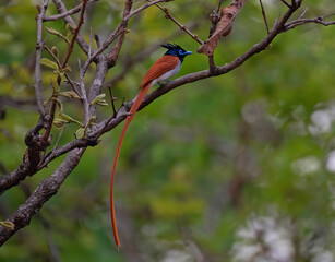 Indian paradise flycatcher perched on a tree in the forest.