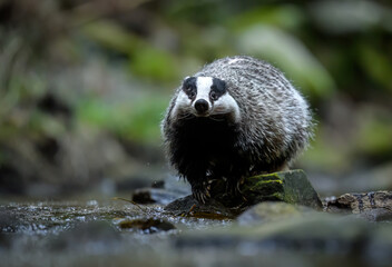 Badger close up ( Meles meles )