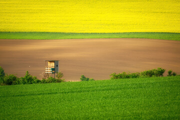 Spring landscape with yellow rape flowers field and hunting stand