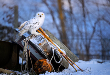 Snowy owl ( bubo scandiacus ) close up