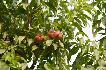 Fresh Ripe nectarine fruits on a tree branch with leaves closeup, A bunch of ripe nectarine, Ripe...