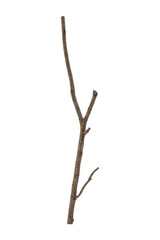 branch dead tree isolated on white background with clipping path.