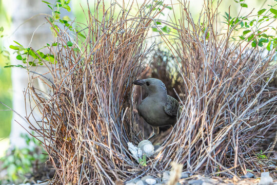 Bower-bird in it's bower (nest) with it's collection of ornaments in the opening