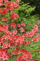 満開のヤマツツジ