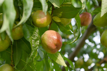 Fresh young unripe nectarine fruits on a tree branch with leaves closeup, A bunch of unripe...
