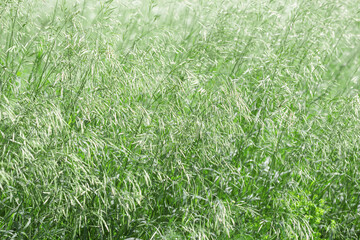 Green Grass Blowing in Wind, Close up of lush tall grass swaying, natural organic texture...