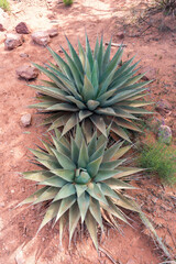 Fototapeta premium Agave Plant in the Arizona Desert