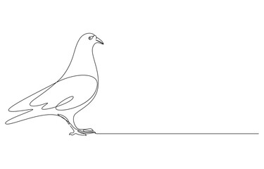 pigeon one continuous line drawing