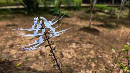 Orthosiphon aristatus or known as cats whiskers is a plant from the Lamiaceae Labiata family. This plant is one of the native Indonesian medicinal plants that has many benefits.