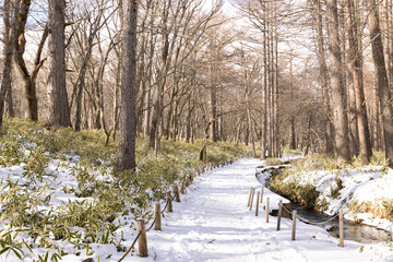 Snow covered walking trail in forest in winter with canal