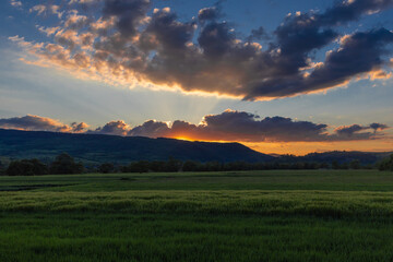 Landscape with sunset on a field of green wheat in the countryside