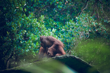 Obraz premium Orangutan Contemplation Amidst Lush Green Foliage