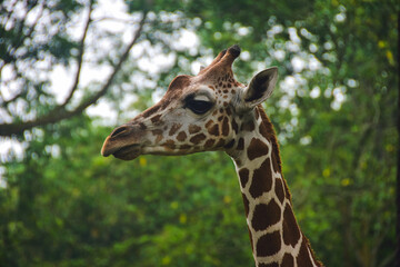 Giraffe Portrait with Soft Focus Greenery Background in Natural Light