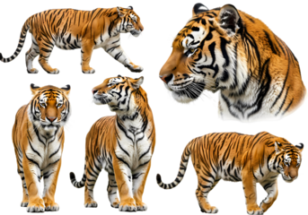 Five Poses of a Majestic Tiger on a White Background isolated on transparent baackground