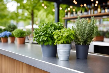 Fresh aromatic herbs growing in pots on bar counter
