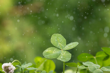 光る雨のしずくと四つ葉のクローバー