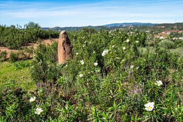 Sandstone Menir dating from 6000-4500 BC in the dry hills near Vale Fuzeiros, Algarve, Portugal.