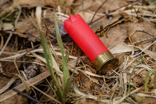 Red shotgun shell resting on forest floor