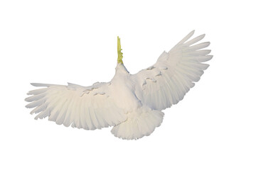 Beautiful Triton Cockatoo parrot flying isolated on transparent background png file
