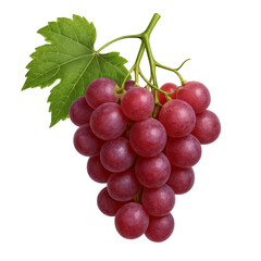 Fototapeta premium grape fruit isolated on a no background