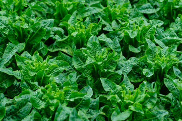 Fototapeta premium Green stem lettuce crops in the field