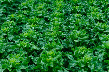 Green stem lettuce crops in the field