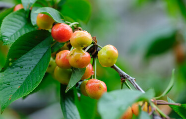 Fresh red cherry fruits grow on tree