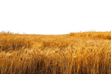 Golden wheat field stretches across the horizon