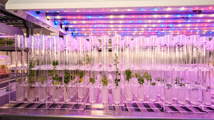 Growing seedlings in laboratory tubes. Laboratory studies new plant breeding methods