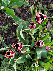 top view of pink tulips with white tips with green leaves in garden or field in early spring 