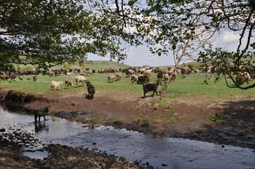 A picturesque rural landscape with a large flock of sheep and goats grazing on a green meadow near...