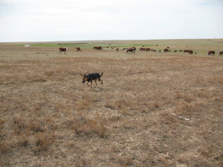 A German Shepherd dog walks across a dry, open field with a herd of cows grazing in the background. The rural landscape under a wide, cloudy sky conveys a sense of freedom, agriculture, and country li
