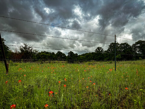 Texas prairie grasslands with wildflowers and babes wire fence against stormy skies