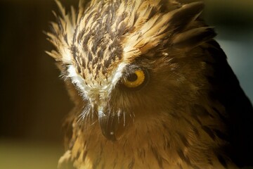 facial expression of a ketupa owl