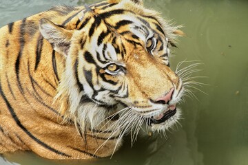 closeup sumatran tiger looking up from pond