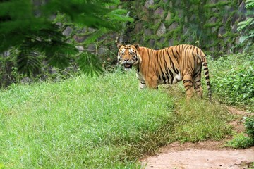 A Sumatran tiger stands in the bushes observing its surroundings